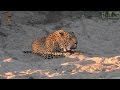 Big Male Leopard Territorial Roar