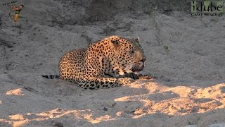 Big Male Leopard Territorial Roar