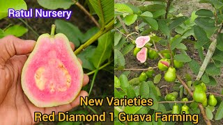 New Varieties Red Diamond 1 Guava Farming,,,Call.7432861939
