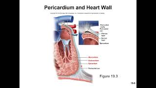 Chapter 19 The Circulatory System The Heart Microlecture 1 Pulmonary system and Structure of Heart
