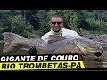 GIGANTES DE COURO EM PESCARIA NO RIO TROMBETAS/PA.