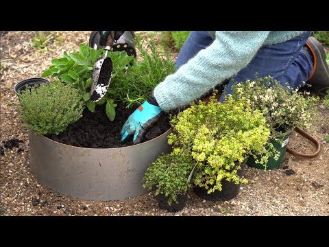 Video: Evergreen Herb Garden - Typer af stedsegrønne urteplanter til haven