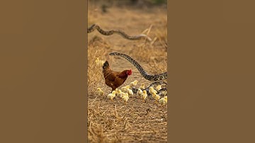 Python attack chicken in farm.  #snake #freerangechickens #wildlife