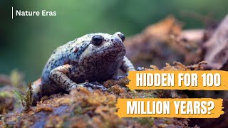 This Frog Has Been Hiding Since the Dinosaur Age | 99% of Life Underground