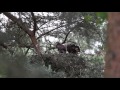 Mäusebussard Horst / Eurasian buzzard&#39;s nest, #5
