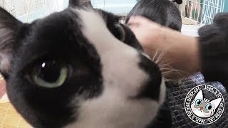 【Jean & Pont 0927】去勢の術後2日でフルパワーに戻る保護猫兄弟　2017/12/17 ジャン ポン ラブ しおん あんず