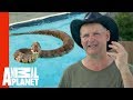 Facetoface with a cottonmouth snake  call of the wildman