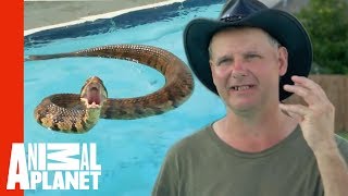 Face-to-Face with a Cottonmouth Snake