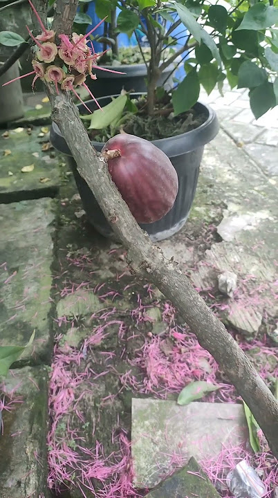 cempreeng amaat nichh suaraa ..pagi2 dah pada rebutann ajaahh