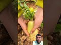 Grown with love, picked with pride. #farming#gardening #freshlypicked #shortsfeed #satisfying