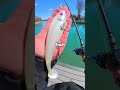 I Caught a Monster 🐟🎣