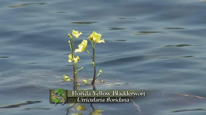 Florida Yellow Blatterwort | Expeditions Shorts