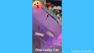 Must see cat hanging for dear life. Funny Animals Compilations. Dog Spa. Amazing Falcon and Cabot 😆 by Chuckles, Challenges, and Curiosities 8 views 9 months ago 3 minutes, 19 seconds