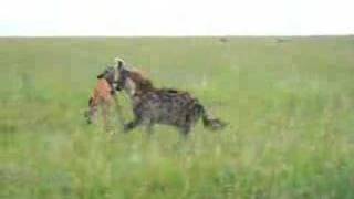 Hyena with fresh impala kill