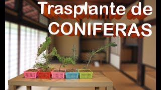 Trasplante de Coniferas