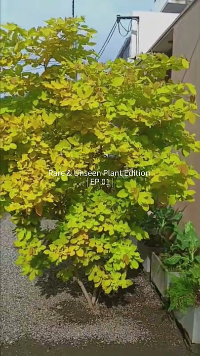 කහ කරද - GOLDEN LEGIUM  #wlo #rare #unseen #plants
