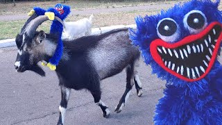 видео: Хагги Вагги укрощает дикого козла. картинка: Хагги Вагги укрощает дикого козла.