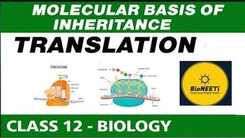 Molecular Basis of Inheritance Translation Class 12 Biology NEET NCERT @bioneetirrg