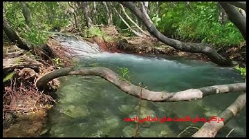 Qari Barakatullah Saleem قاری برکت الله سلیم سوره الرحمن
