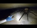 If youre scared of spiders dont watch this