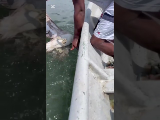 We have seen this several times #fishing #viral #shortvideos
