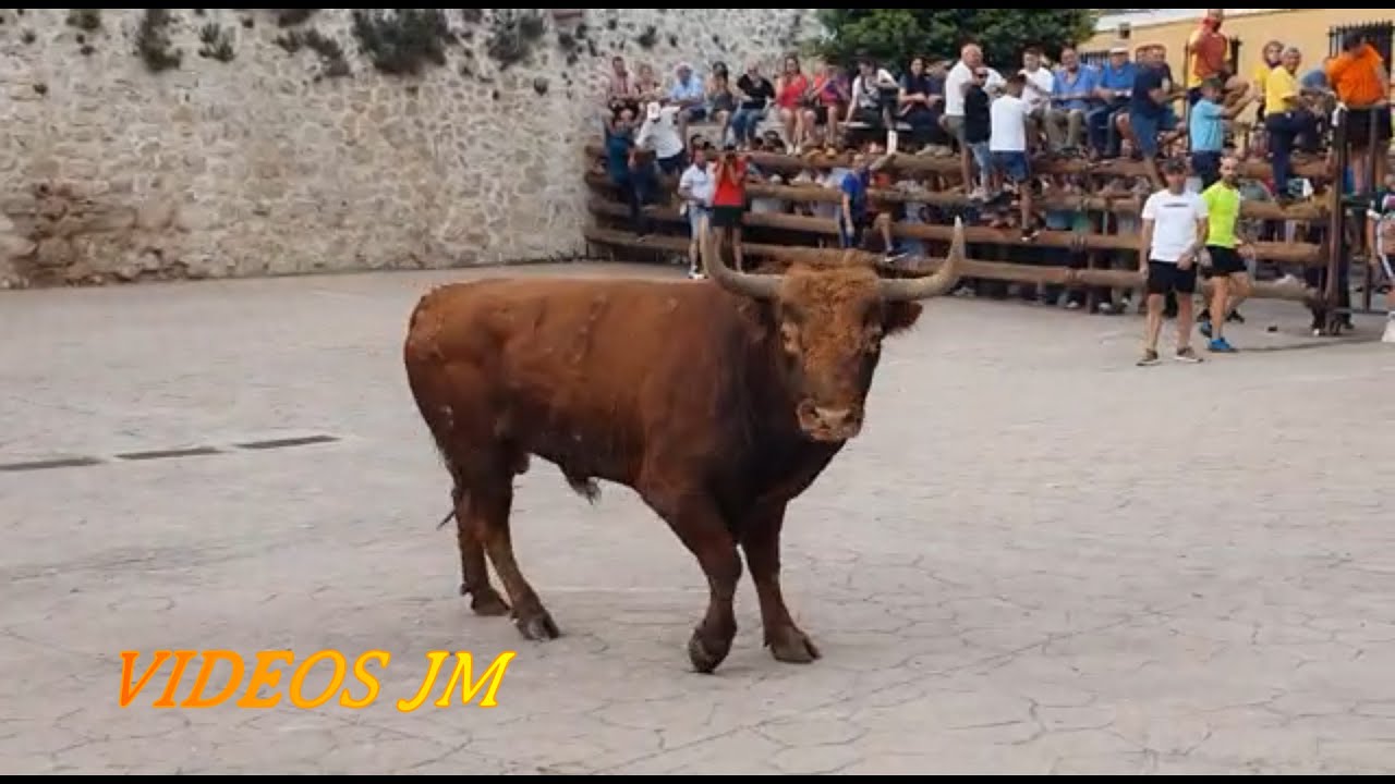 ¡3 Toros Navarros.!!! Moratilla de los Meleros 2022
