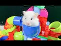 The best hamster challenges 77  hamster escapes from the most amazing mazes  mr hamster