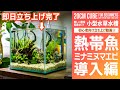 【小型水槽の作り方②】すぐ飼える＆５日で安定飼育！？即日立ち上げで小型熱帯魚＆ミナミヌマエビ導入します【アクアリウムの始め方】