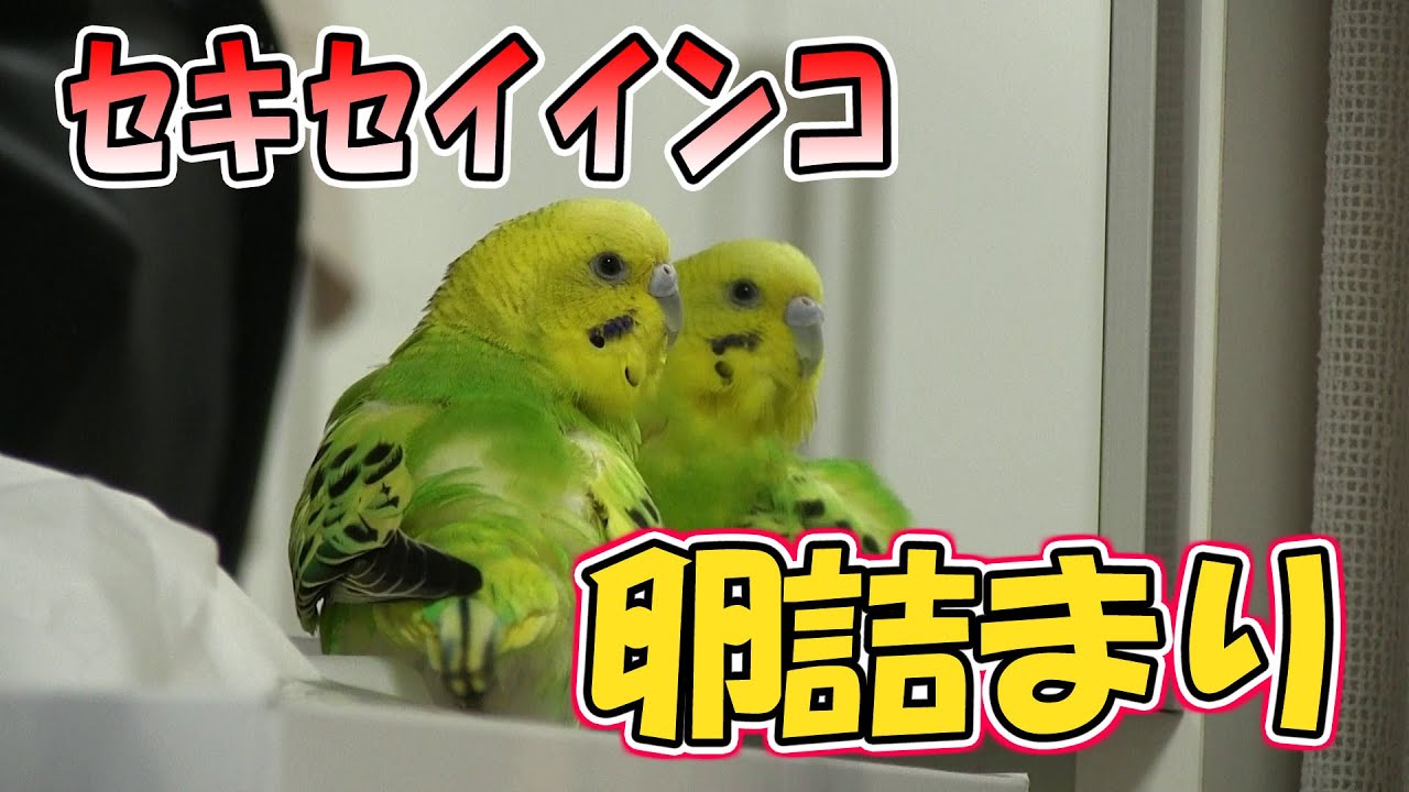 【セキセイインコ】卵詰まり
