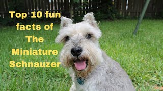 Top 10 fun facts of The Miniature Schnauzer