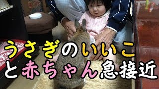 うさぎのいいこちゃんと赤ちゃん急接近♪＃９１ Rabbit and baby's rapid approach