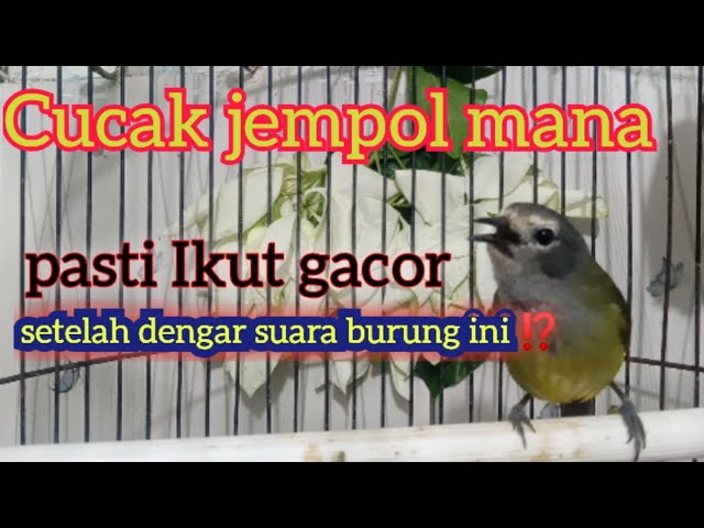 Suara burung Opior gacor Atau juga Cucak jempol @ponirankwokchannel class=
