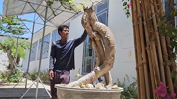 cây cóc chua(X) to khủng dáng quái thú  hàng độc lh 0795050333