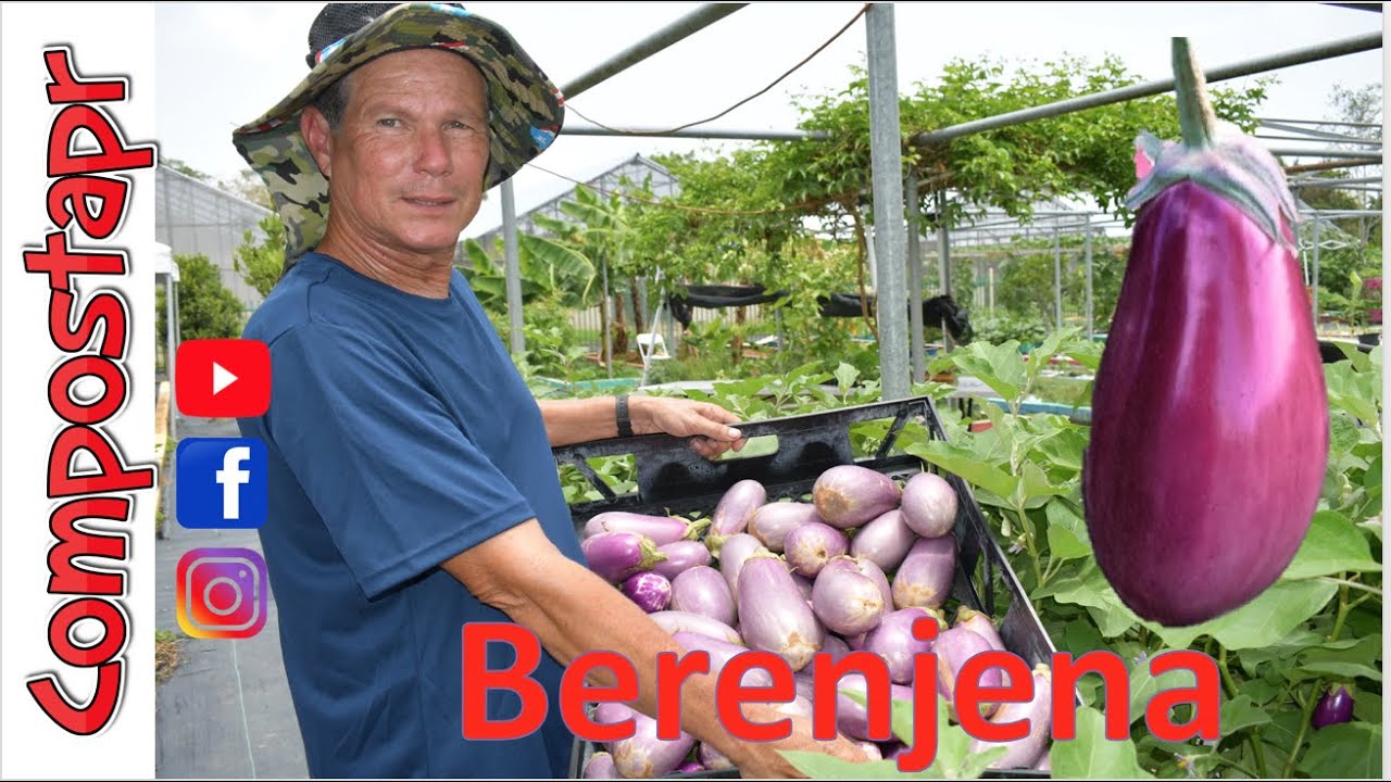 Como crecer berenjena en tu huerto