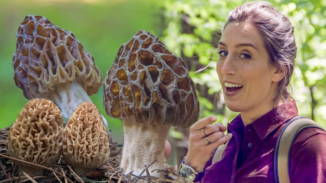 Find Those Morel Mushrooms!