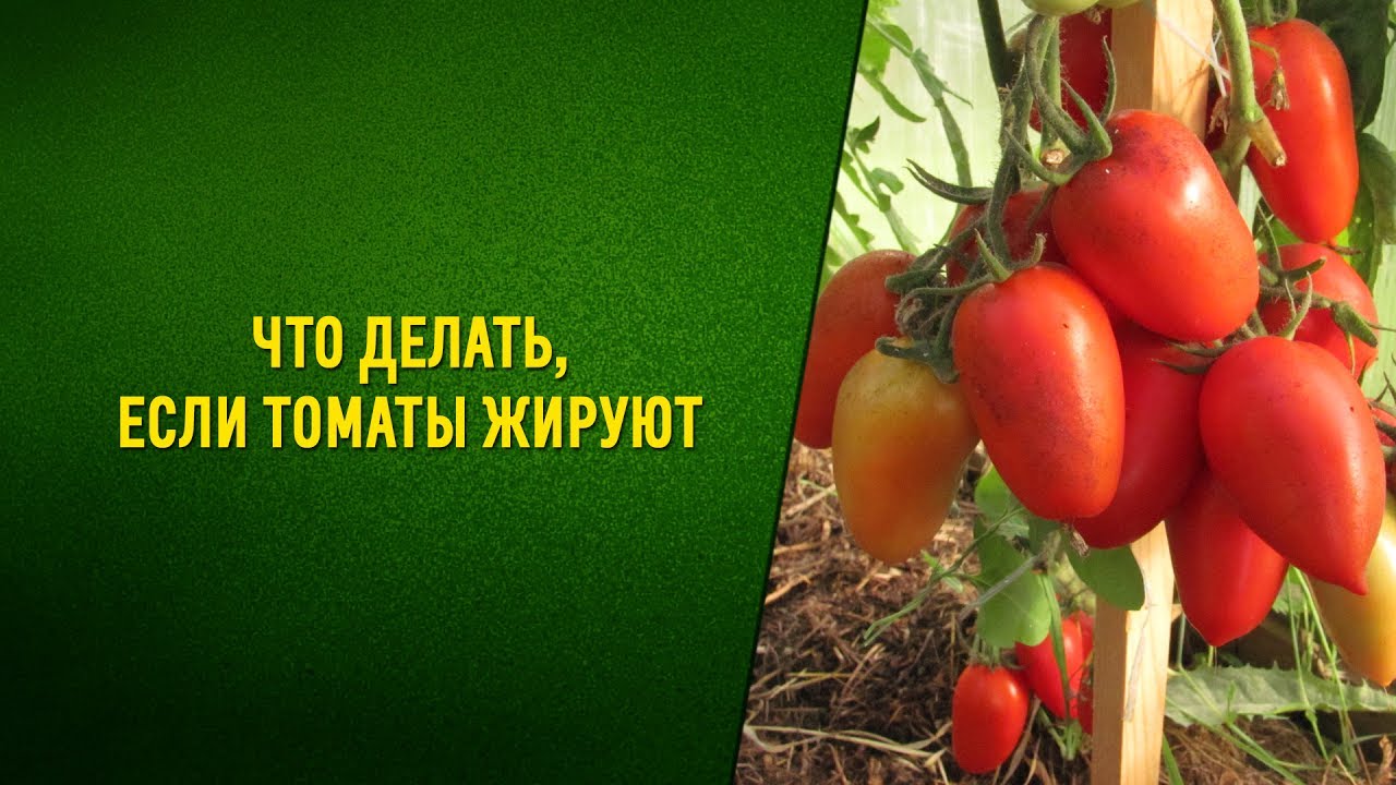 Что делать, если томаты жируют