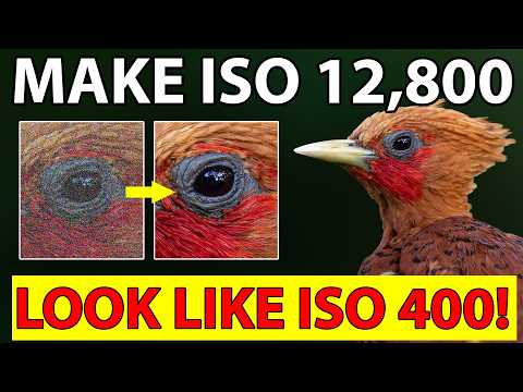 Make ISO 12,800 Look Like ISO 400: My 2026 Lightroom Workflow