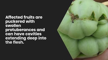 Physiological disorders of Tomato