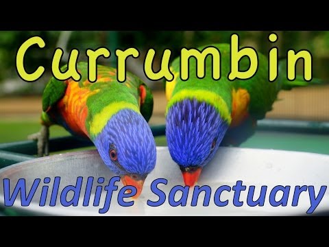 Video: Currumbin Wildlife Sanctuary descriere și fotografii - Australia: Gold Coast