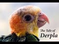 THE TALE OF DERPLA - The Parrot that refused to die