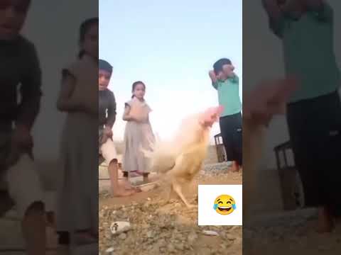 ذبح دجاج شاهد ايش صار اليمن اكسبلور