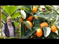 Kumquat un agrume peu frileux dont les fruits se mangent avec la peau le quotidien du jardin n260