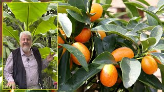 Kumquat Un Agrume Peu Frileux Dont Les Fruits Se Mangent Avec La Peau Le Quotidien Du Jardin N260