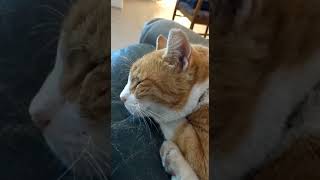 Cat Snores Like A Tractor