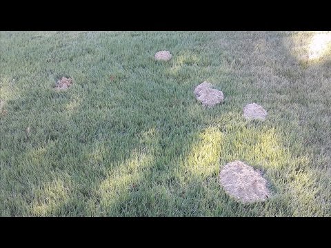 Vidéo: Crawfish Mounds In Lawn - Comment se débarrasser des écrevisses dans votre jardin