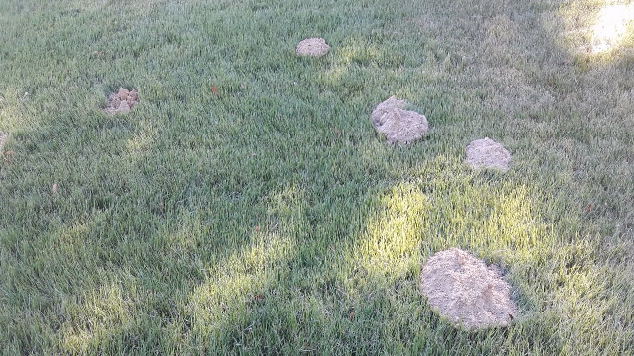 Qanda What Is Making Dirt Mounds In My Yard Youtube