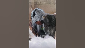 Làm chuồng nuôi bò 3b như thế nào cho hợp lý. #bogiong #3b #3bgiong #be3b