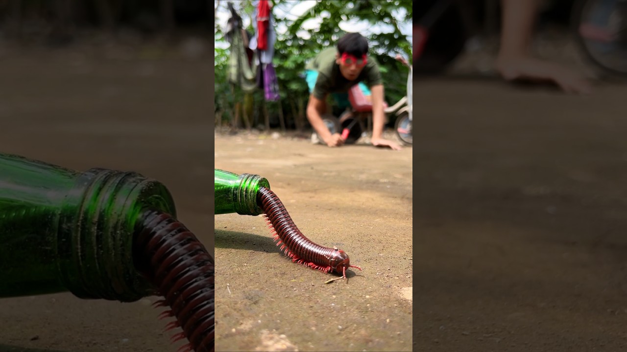 Lazy time, The millipede takes the opportunity to come out while humans are snoring in their sleep