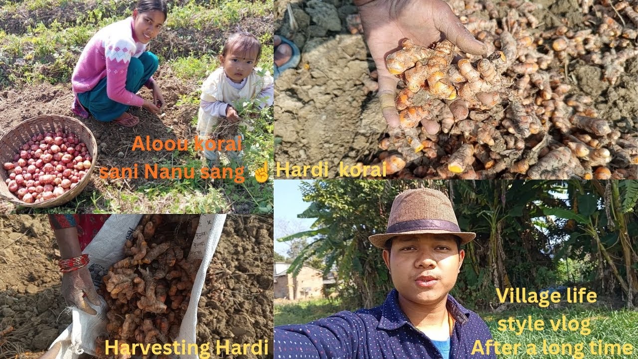  Potato (Aloou korai)/&(Hardi korai)  with family.#uttamdahit  