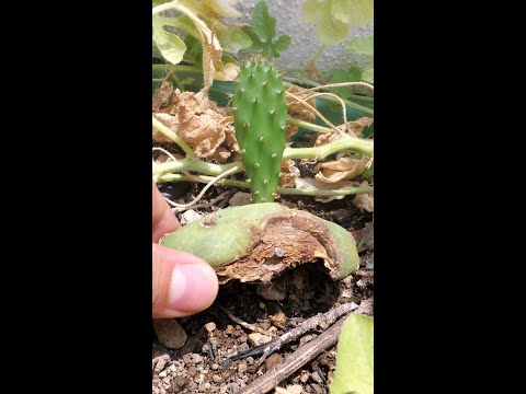 Video: Tuna de lengua de vaca: información sobre el cultivo de cactus de lengua de vaca